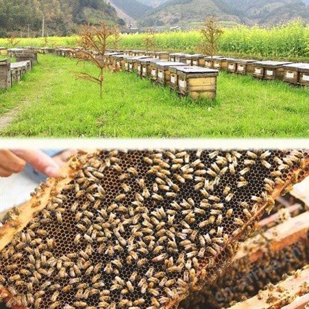 优质蜂产品土蜂蜜 一斤土蜂蜜价格 全国700多家绿色蜂场 欧盟有机认证出口蜂蜜