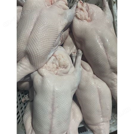 批发冷冻黑棕光鹅 狮头鹅 清远黑棕鹅 卤鹅翅食材 鲜鹅皇