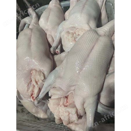 棚鹅 去膛黑棕鹅 冰冷急冻鹅肉 黑棕鹅 鲜鹅皇