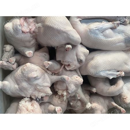 新鲜黑棕鹅现 多肉鹅脚翅 自产自销 鲜鹅皇