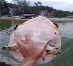 随州成品甲鱼做法