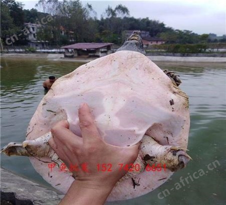 随州成品甲鱼做法