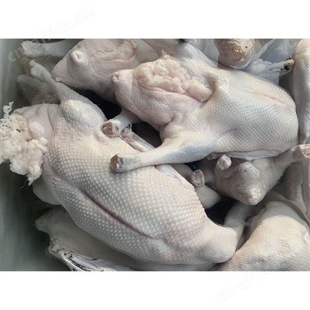 草鹅 绿色黑棕鹅厂家 净光鹅 新鲜光鹅 鲜鹅皇