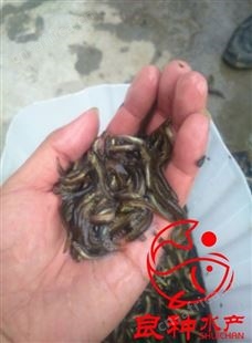 广州良种水产-中国台湾一号泥鳅鱼苗  泥鳅苗批发 品质保障 售后*