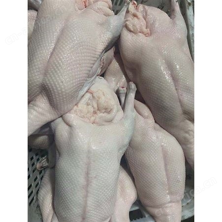冻鹅 狮头鹅 新鲜光鹅 净光鹅 鲜鹅皇