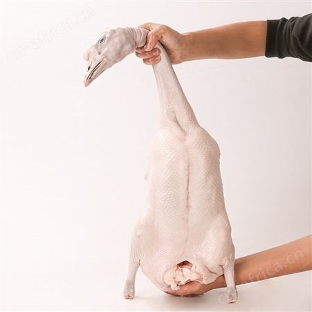 冰鲜光鹅广东正宗棚养鹅