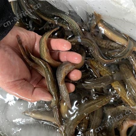 潜江生态土泥鳅 鲜活青鳅黄鳅新鲜大泥鳅50斤起批全国活体