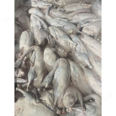 黑棕鹅 新鲜光鹅 基地直供 鲜鹅皇