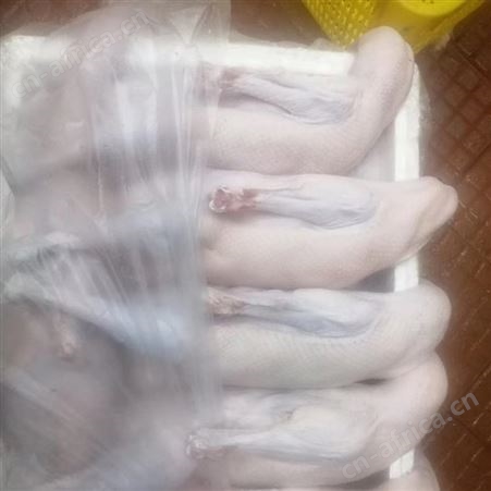 新鲜黑棕鹅现货 冷冻黑棕鹅供货基地