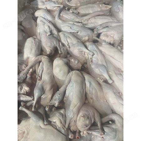 鹅批发 狮头鹅 白条烧鹅 正宗黑棕鹅报价 鲜鹅皇