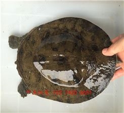 汉寿生态甲鱼多少钱