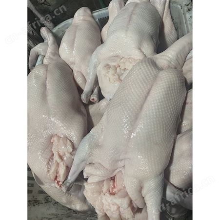 草鹅 绿色黑棕鹅厂家 净光鹅 新鲜光鹅 鲜鹅皇