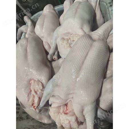 批发冷冻黑棕光鹅 狮头鹅 清远黑棕鹅 卤鹅翅食材 鲜鹅皇