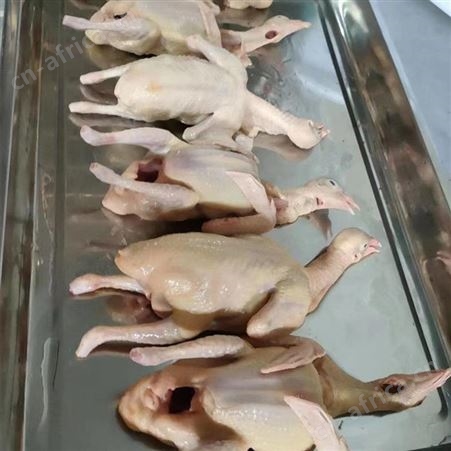 整只鸽子新鲜现杀烤乳鸽冰鲜发货