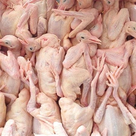 整只鸽子新鲜现杀烤乳鸽冰鲜发货