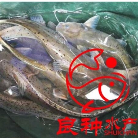 淡水人工养殖沟鲶鱼苗 杂食性苗 易成活 广州良种水产渔场叉尾苗全国批发 量大从优