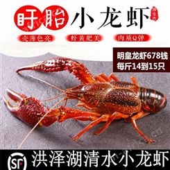 龙虾 清水小龙虾 碧多客