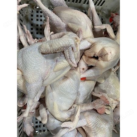 棚鹅 去膛黑棕鹅 冰冷急冻鹅肉 黑棕鹅 鲜鹅皇