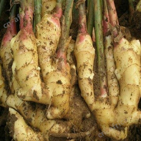 绿拓食品优质速冻生姜泥块 加热即用冷藏果蔬加工厂