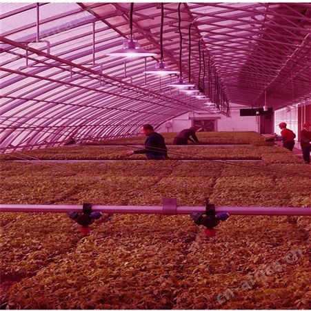 50W植物工矿灯蔬菜led植物补光灯 led植物灯生长灯  植物补光灯的作用有哪些？
