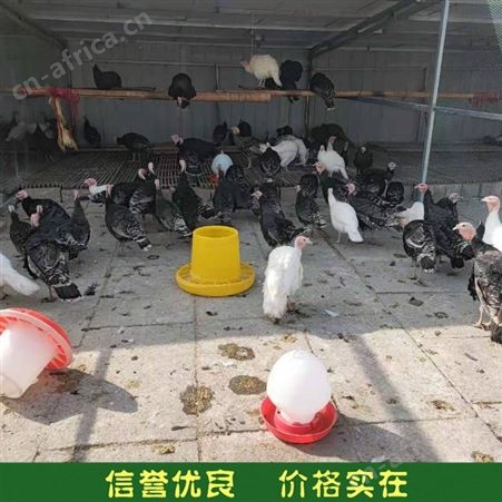 火鸡养殖 贝蒂娜火鸡种鸡 活体火鸡苗 常年销售