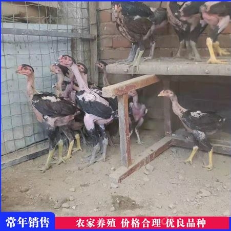 活体越南斗鸡 越南斗鸡 成年商品斗鸡 养殖供应