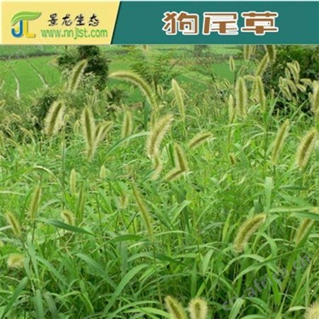 狗尾草种子旱地常见牧草杂草观赏型护坡狗尾巴草种子
