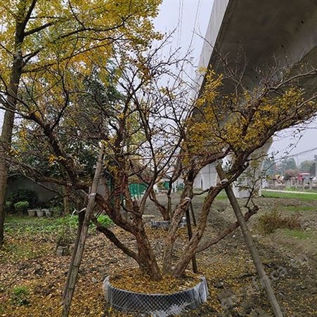 古桩石榴_SQHM/世强花木_古桩石榴批发