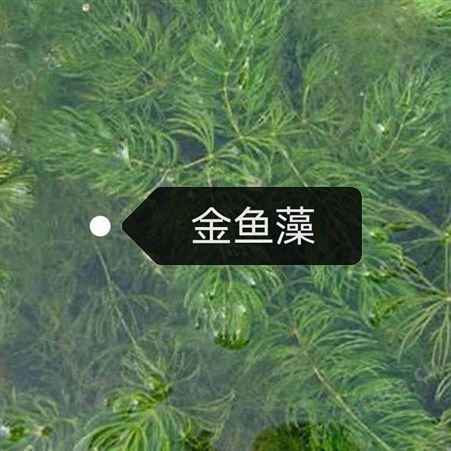 金鱼藻报价  国产优质金鱼藻生产厂家
