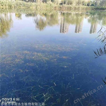 莘荷水生 耐寒苦草价格低 耐寒苦草种子批发 园林绿化