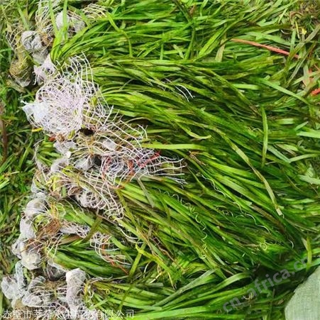 莘荷水生 批发大苦草  四季矮生苦草 多种规格