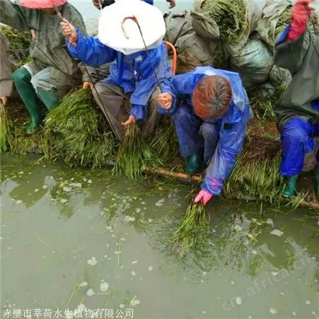 莘荷水生 苦草价格 矮型苦草 量大价优