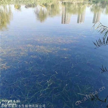 莘荷水生 耐寒苦草 沉水植物 欢迎选购
