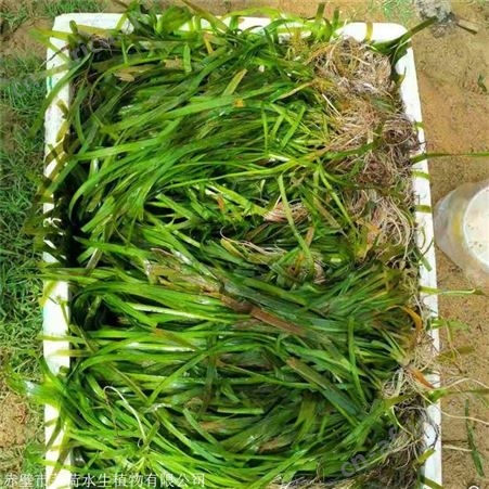 莘荷水生 苦草种苗 矮生耐寒苦草 苗木种植基地