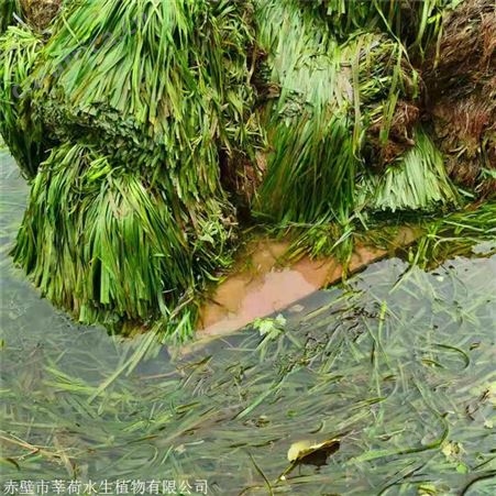 莘荷水生 矮型苦草 大苦草供应 欢迎选购