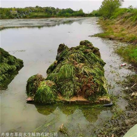 莘荷水生 矮型苦草 大苦草供应 欢迎选购