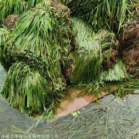 高质量苦草现货直销  苦草价格