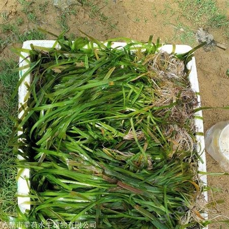 苦草批发 水生植物 苦草供应商