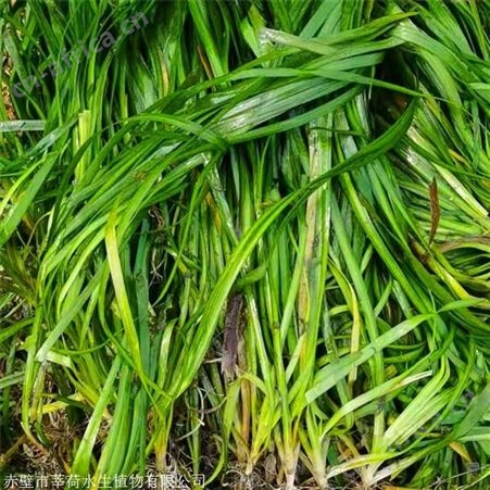 莘荷水生 批发大苦草  四季矮生苦草 多种规格