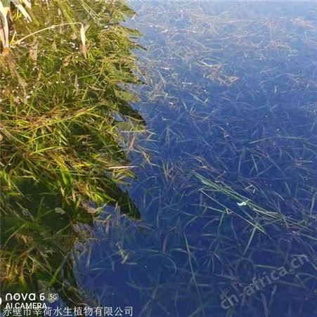 莘荷水生 苦草种植厂家 苦草供应商 报价供应