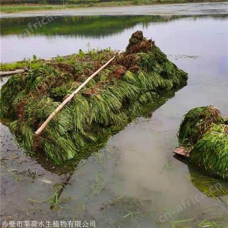 莘荷水生 苦草厂家 密刺苦草 成活率高
