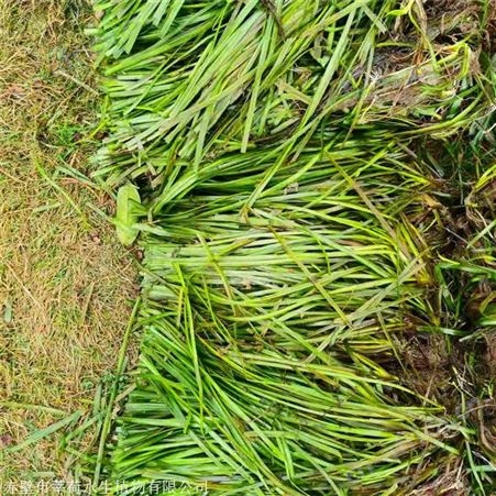 莘荷水生 苦草厂家 沉水植物 多种规格