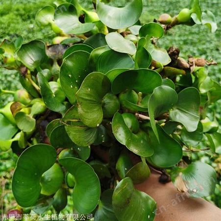 水葫芦供应商  热门水生植物厂家
