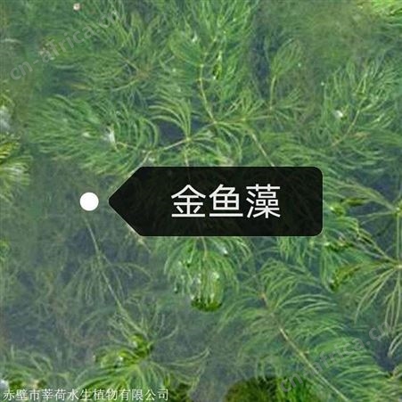 金鱼藻_现货直销金鱼藻  金鱼藻价格