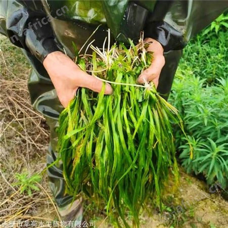 莘荷水生 耐寒苦草种子批发 河道绿化苦草 多种规格