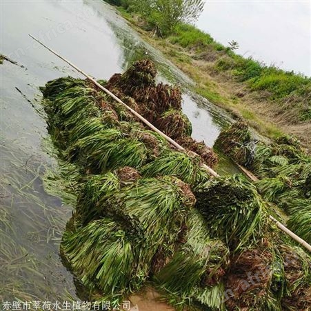 高质量苦草现货直销  苦草价格