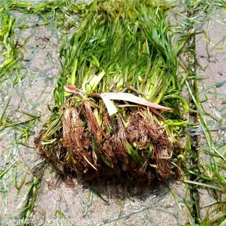 莘荷水生 矮型苦草 矮生耐寒苦草 园林绿植