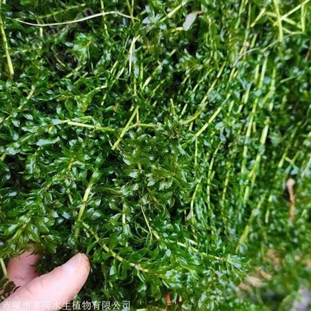 轮叶黑藻 厂家高质量水生植物直销
