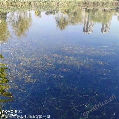 莘荷水生 耐寒苦草种子批发 河道绿化苦草 多种规格