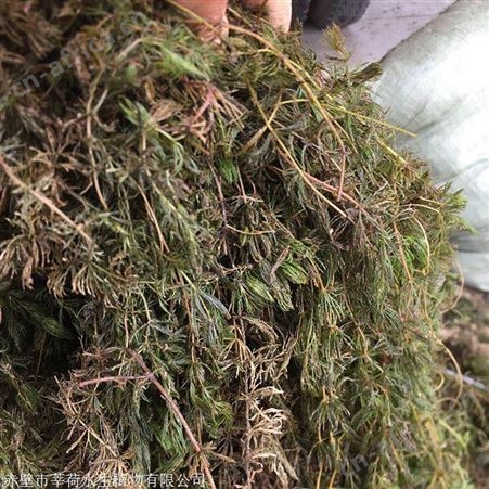 金鱼藻_现货直销金鱼藻  金鱼藻价格